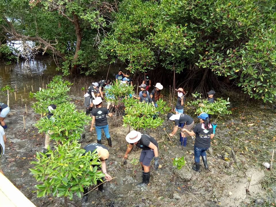 Inside Boracay Week 6 Mangrove Rehabilitation and clean up Boracay Haven Staff Team