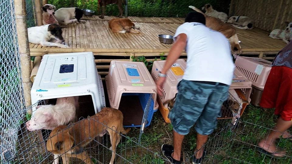 Inside Boracay: Week 6 Animal Rescue – Photo Credit AARRC Comment View full size 960×540