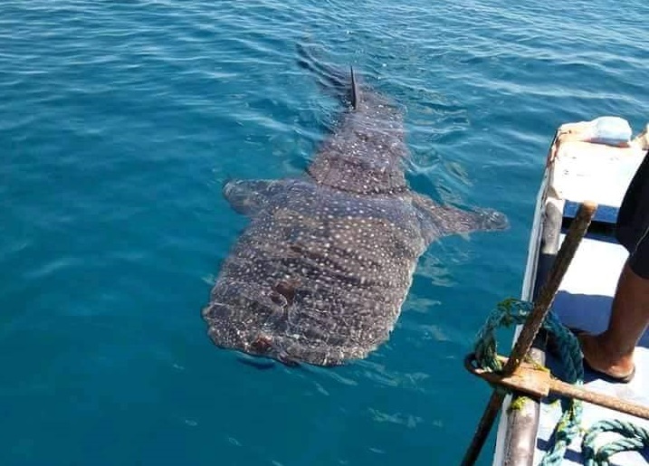 Inside Boracay: Week 9 Whale Shark Sighting Photo Credit: Reagan Cahilig