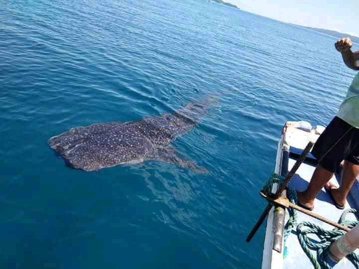 Inside Boracay: Week 9 Whale Shark Sighting Photo Credit: Reagan Cahilig