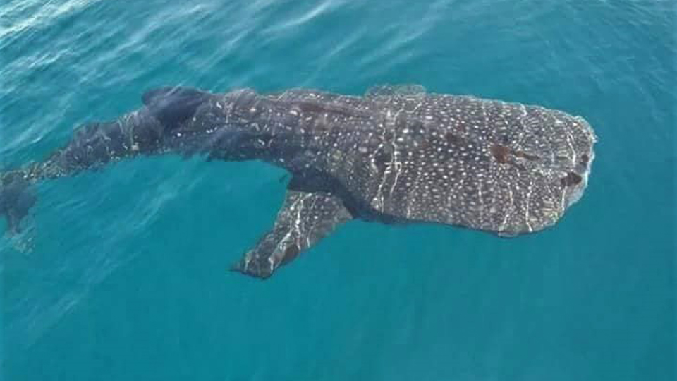 Boracay Whale Shark Spotted 2018